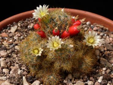 Flowers of mother plant